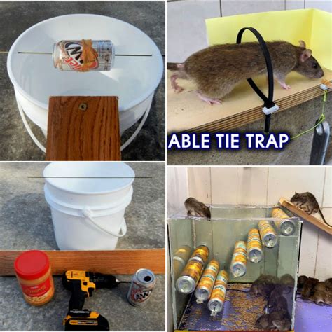 Homemade Mouse Trap に対する画像結果