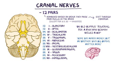Toradh íomhá ar Cranial Nerves and Functions