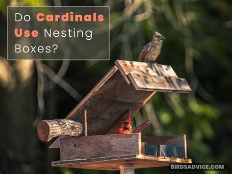 How to Build a Cardinal Nest に対する画像結果