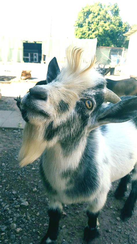 Image result for Affectionate Goats