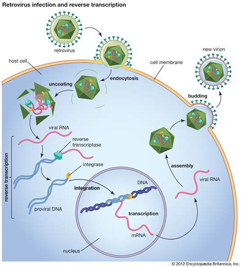 Toradh íomhá ar What Is Reverse Transcriptase PCR