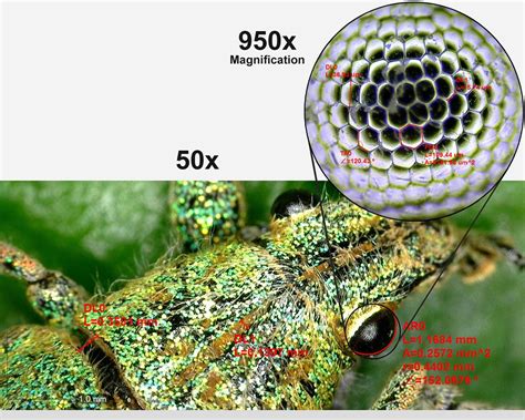 Toradh íomhá ar Different Microscope Magnifications
