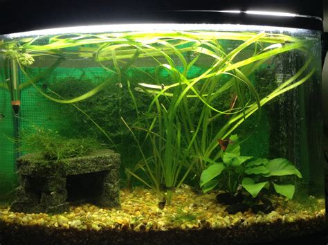 Image result for How to Make a Aquirium