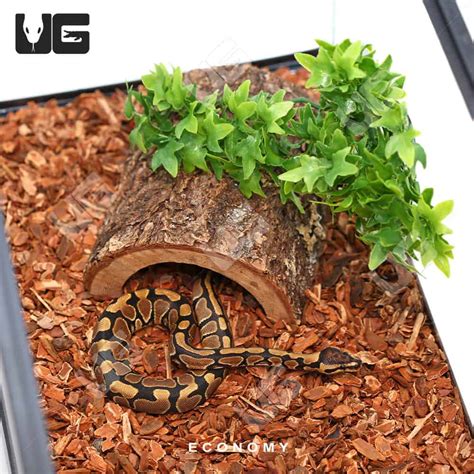 Image result for Ball Python Setup and Care