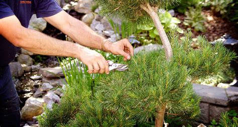 Image result for Pine Tree Care Pruning