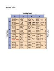 Codon Table Square に対する画像結果