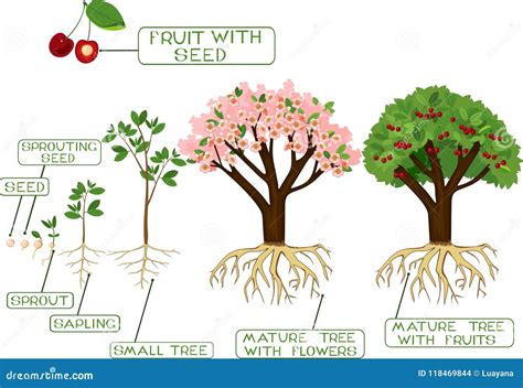 Image result for Cherry Tree Root System