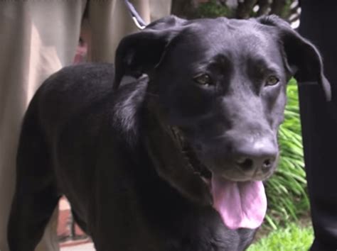 Afbeeldingsresultaten voor ADT System Sensor Smoke Detector