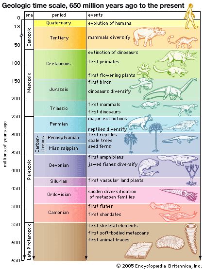 Image result for Simple Geologic Time Scale