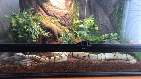 Image result for Adult Ball Python Enclosure