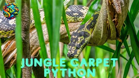 Image result for Carpet Python Habitat