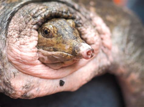 Shell Rot Turtle Affects に対する画像結果