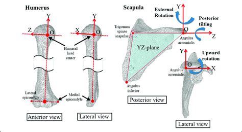 Image result for External Rotation Humerus