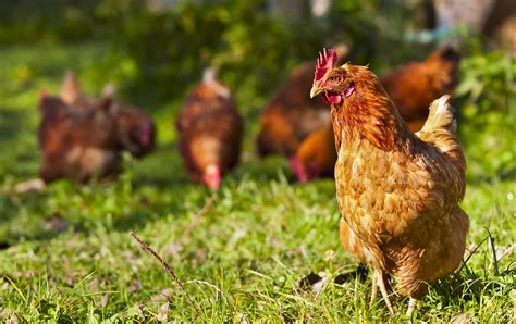 Organic Poultry に対する画像結果