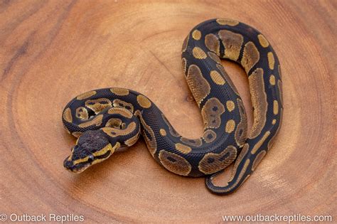 Image result for Benin Ball Python
