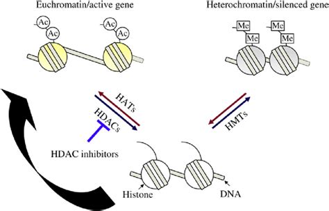 Image result for Single Cell Histone Modification