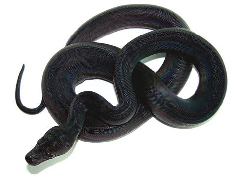 Image result for Black Python