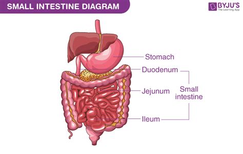 Afbeeldingsresultaten voor Intestine Micrograph