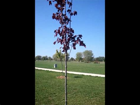 Toradh íomhá ar Red Maple Tree Problems