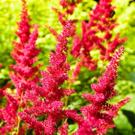 Image result for Astilbe Bulb