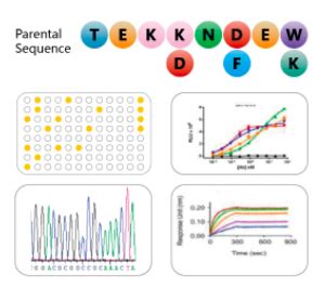 Image result for Affinity Maturation Process Visual