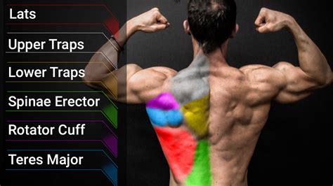 Image result for Muscle Simulator Lower Back