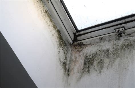 Image result for Damp Over Window