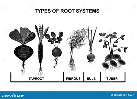 Image result for Root System