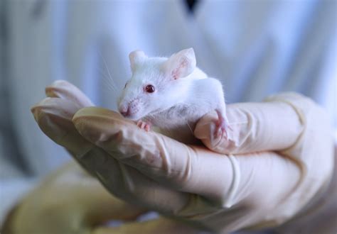 Image result for Lab Mouse Wt