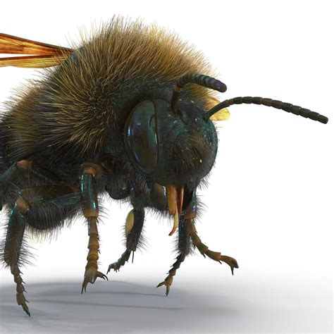 Image result for Bumble Bee Suppra