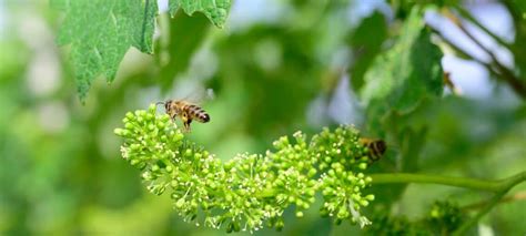 Toradh íomhá ar Progetto API