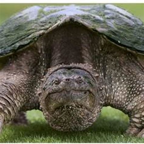 Image result for Snapping Turtle Size