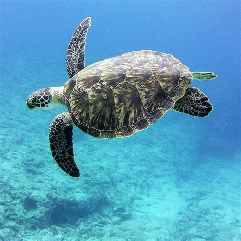 Turtle Wax Ceramic Teardrop Flag に対する画像結果