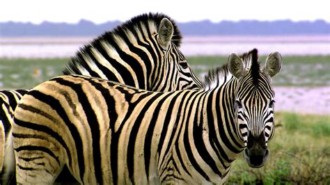Toradh íomhá ar Zebra Programming Language