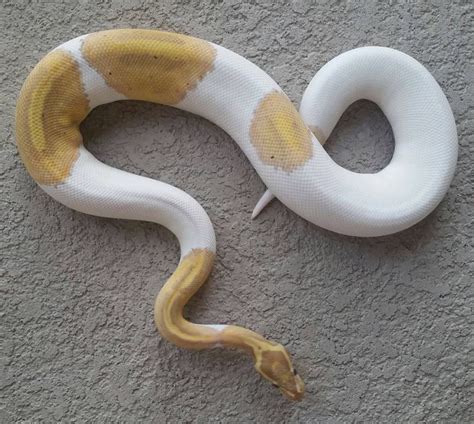Yellow Ball Python Snake Eye に対する画像結果