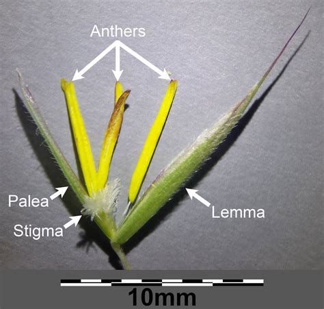 Afbeeldingsresultaten voor Plant Structure Functions