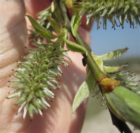Image result for Pine Tree Catkins