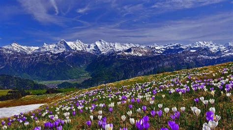 Image result for Spring Wallpaper Widescreen 1280X800