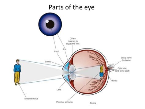 Toradh íomhá ar Visual Perception Definition