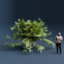 Image result for Blender 4 3 Bush Asset