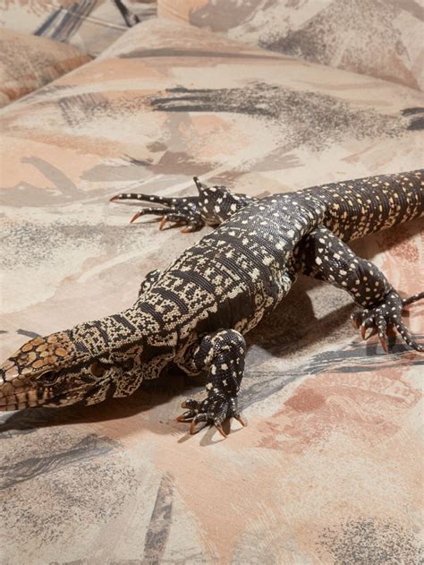 Image result for Toxic Lizard