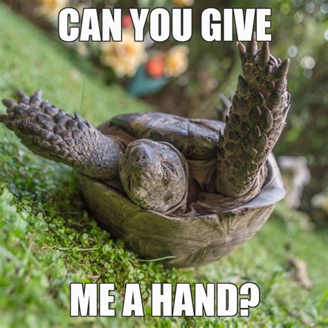 Image result for Turtle Meme