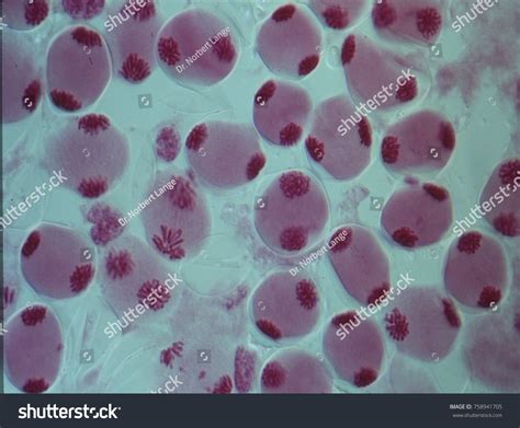 Image result for Splitting Cells Microscope