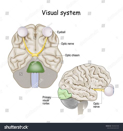 Image result for Primaray Visual Cortex