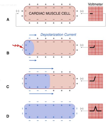 Image result for Positive and Negative Deflection
