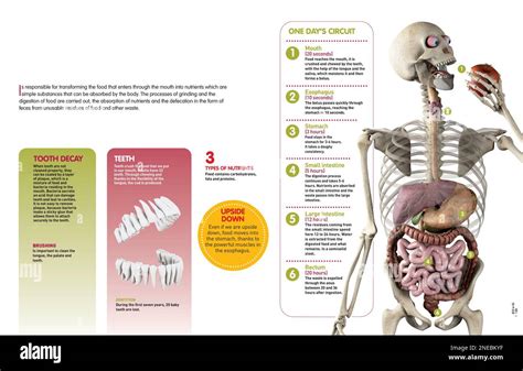 Image result for Digestive System Infographic