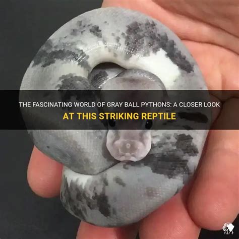 Image result for Gray Ball Python