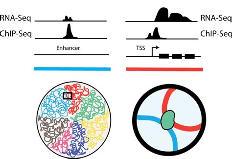 Toradh íomhá ar ChIP-seq Enhancer