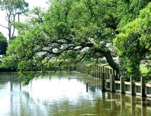 Image result for Water Oak Tree Root System