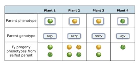 Toradh íomhá ar Phenotype and Genotype Labeled Diagram